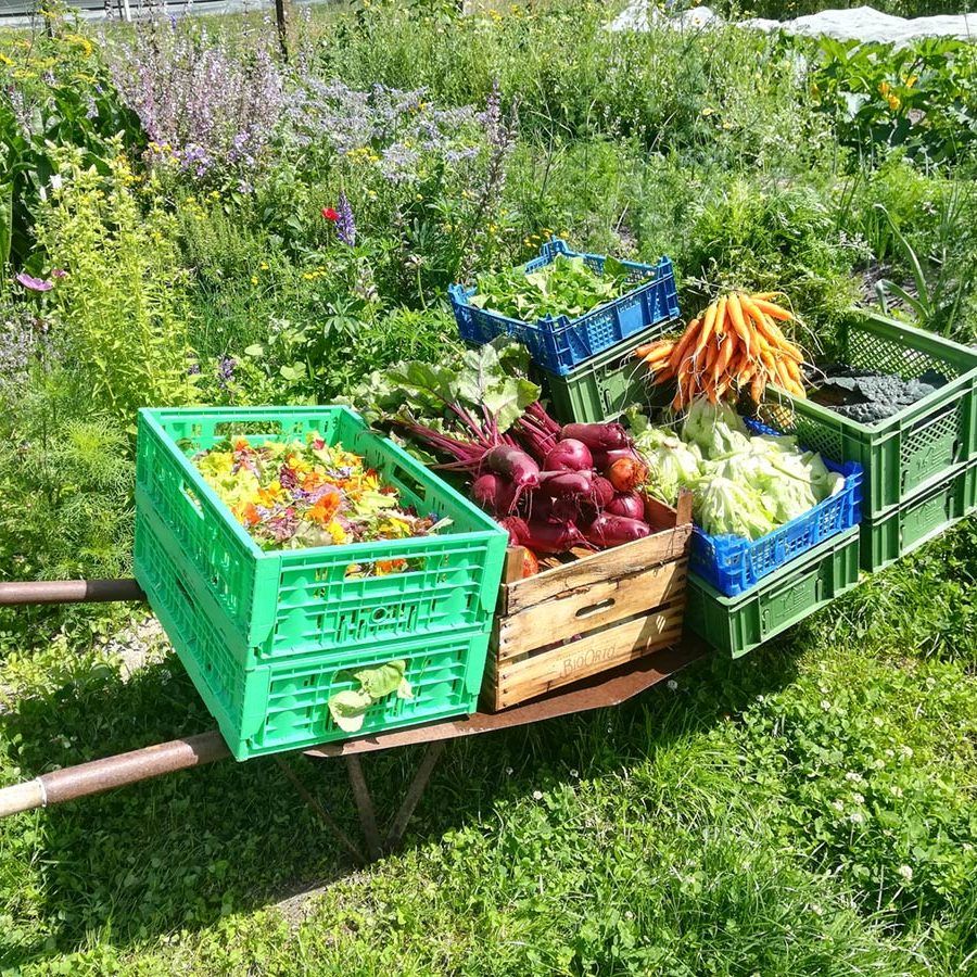 Kisten mit Bio-Gemüse vom Alleenhof