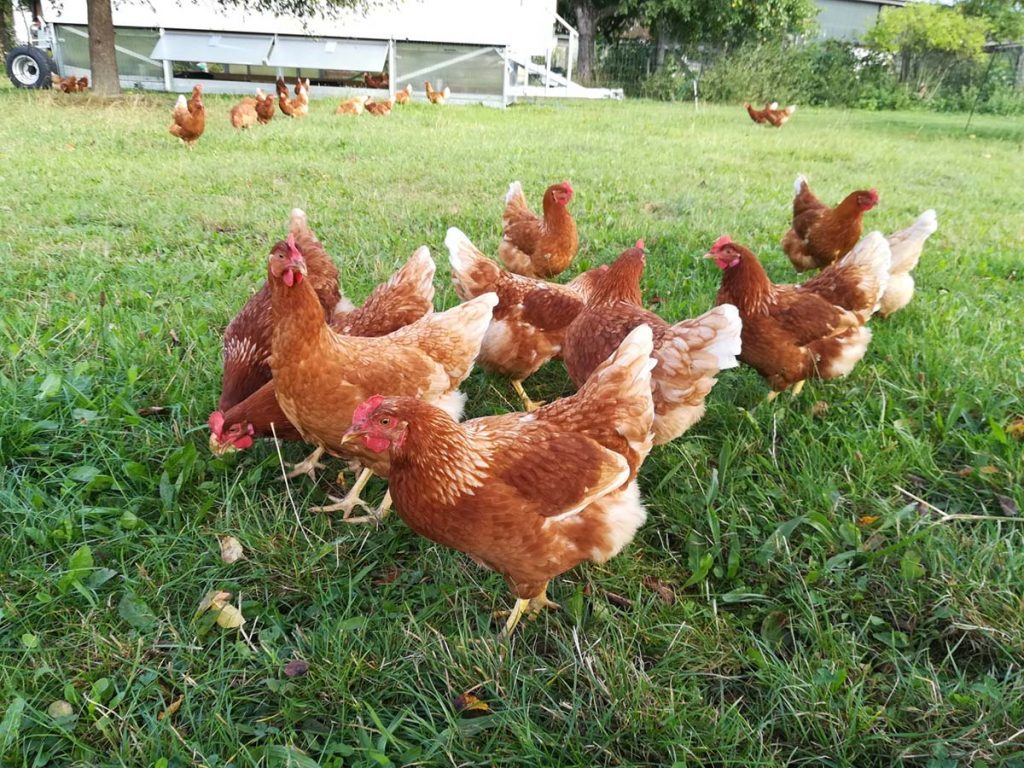Glückliche Hühner auf dem Alleenhof