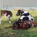 Rinder auf der Weide - Alleenhof
