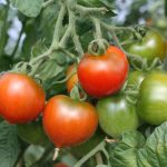 Bio-Tomaten vom Alleenhof