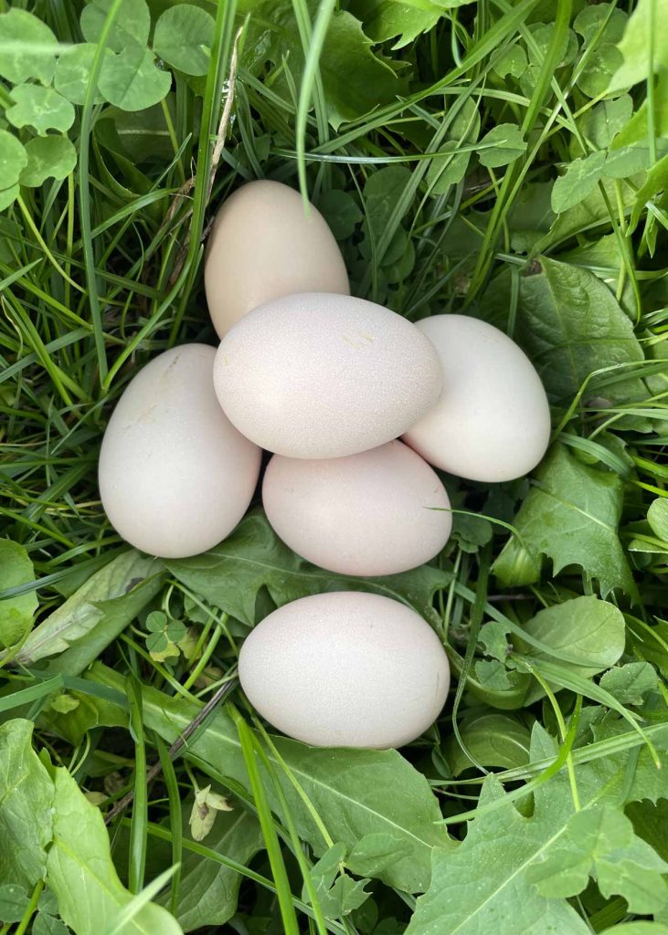 Frische Bio-Eier vom Alleenhof
